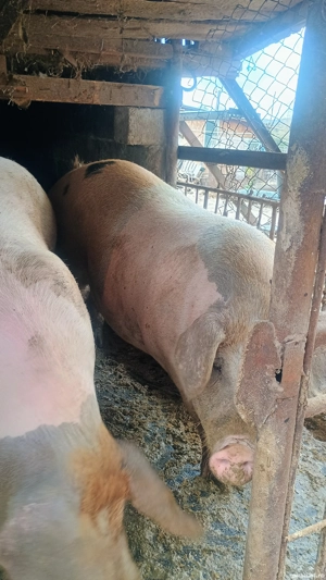 vand purcele - imagine 3