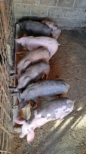 Vând purcei - imagine 4 Vând purcei - imagine 4