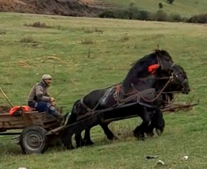 Armasar special  - imagine 3