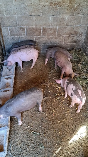 Vând purcei - imagine 3 Vând purcei - imagine 3