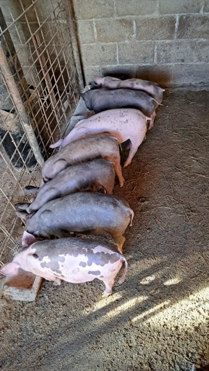 Vând purcei - imagine 2 Vând purcei - imagine 2