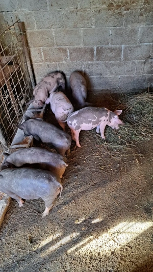 Vând purcei - imagine 5 Vând purcei - imagine 5