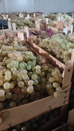 Struguri de masa   Panciu   Direct Producător   Ceasla - imagine 3