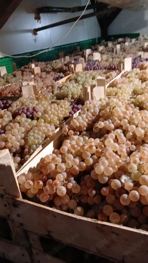 Struguri de masa   Panciu   Direct Producător   Ceasla - imagine 2