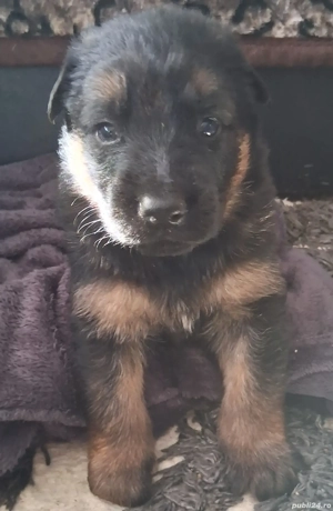 Pui,ciobanesc-german  - imagine 2