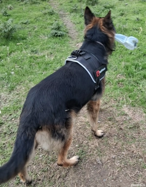 Pui,ciobanesc-german  - imagine 3