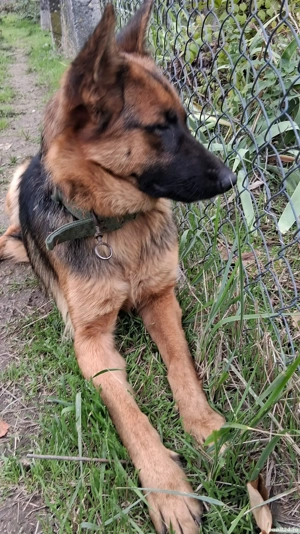 Pui ciobanesc-german - imagine 4