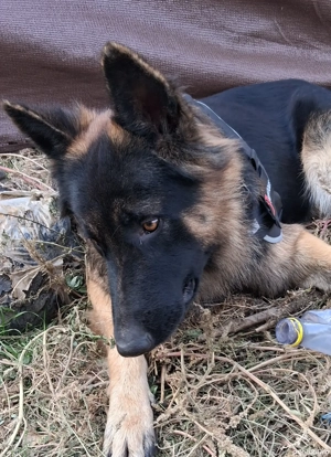 Pui,ciobanesc-german  - imagine 5