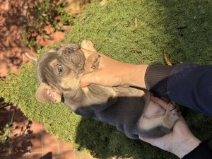 Catei din Rasa Bulldog Francez culori diferite - imagine 2 Catei din Rasa Bulldog Francez culori diferite - imagine 2