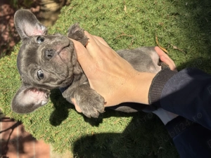 Catei din Rasa Bulldog Francez culori diferite - imagine 4 Catei din Rasa Bulldog Francez culori diferite - imagine 4