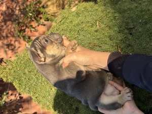 Catei din Rasa Bulldog Francez culori diferite - imagine 3 Catei din Rasa Bulldog Francez culori diferite - imagine 3