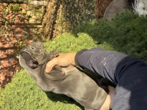 Catei din Rasa Bulldog Francez culori diferite - imagine 5 Catei din Rasa Bulldog Francez culori diferite - imagine 5