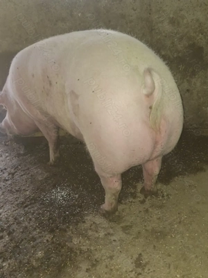 Porci și grasuni 60,130,160 kg