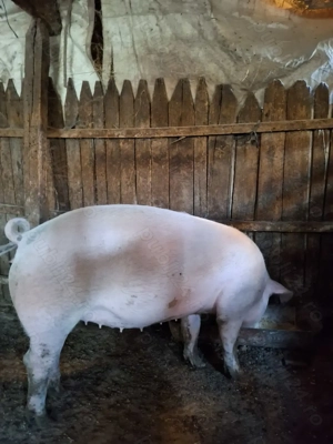 Porci și grasuni 60,130,160 kg - imagine 2 Porci și grasuni 60,130,160 kg - imagine 2