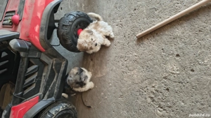 vand căței bichoni  - imagine 5 vand căței bichoni  - imagine 5