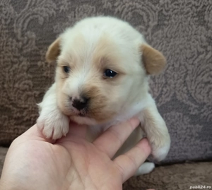 Baietel Catel Bichon Maltez - imagine 2 Baietel Catel Bichon Maltez - imagine 2