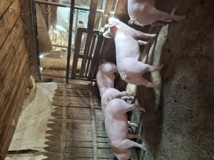 Porci și grasuni 60,130,160 kg - imagine 3 Porci și grasuni 60,130,160 kg - imagine 3