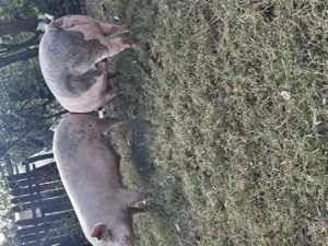 Porci și grasuni 60,130,160 kg - imagine 4 Porci și grasuni 60,130,160 kg - imagine 4