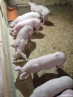 Vînd șoldănași - imagine 4