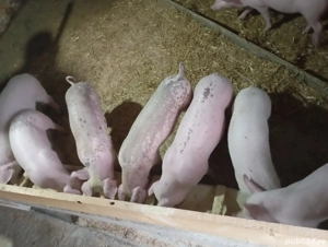 Vînd șoldănași - imagine 3