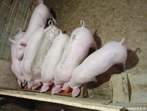 Vînd șoldănași - imagine 2