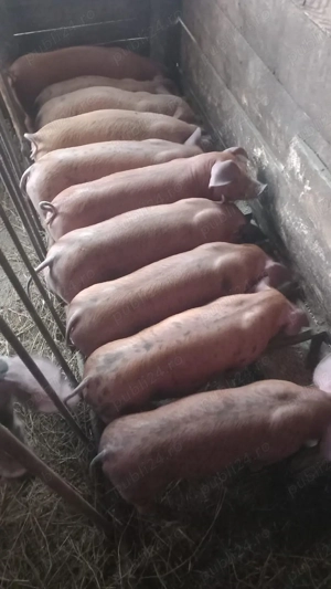 Vand 10 purcei de 7 saptamani