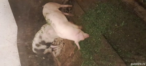 Șoldani de vânzare 