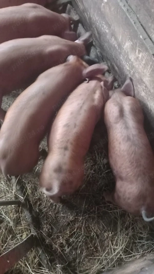 Vand 10 purcei de 7 saptamani - imagine 3