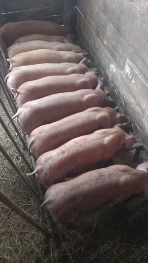 Vand 10 purcei de 7 saptamani - imagine 2