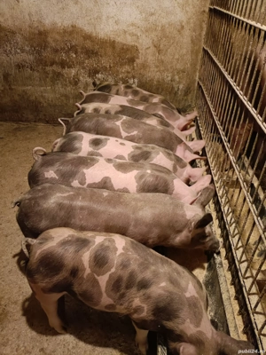 Purcei de carne  - imagine 2 Purcei de carne  - imagine 2