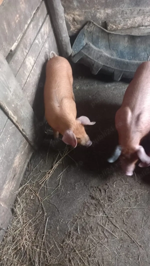 Vand 10 purcei de 7 saptamani - imagine 4