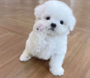 Bichon maltez băiețel  si bichon