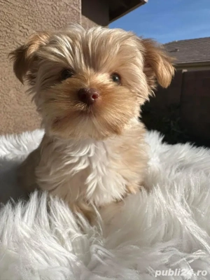 Yorkshire Terrier Gold