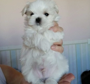 Bichon maltez  frise 800 lei - imagine 2 Bichon maltez  frise 800 lei - imagine 2