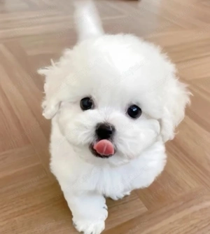 Bichon maltez fetita - imagine 3