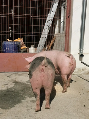 Vând porci de carne 140 kg - imagine 2