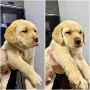 Pui labrador 7 saptamani