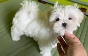 Bichon maltez fetita