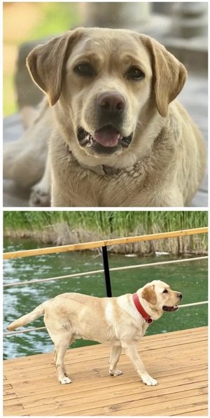 Pui labrador 7 saptamani - imagine 3 Pui labrador 7 saptamani - imagine 3