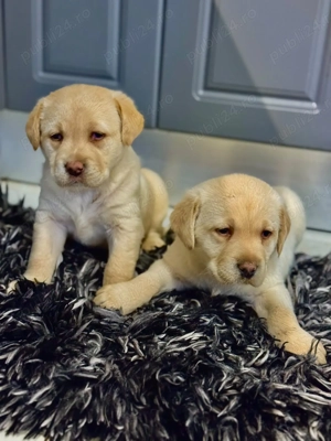 Pui labrador 7 saptamani - imagine 2 Pui labrador 7 saptamani - imagine 2