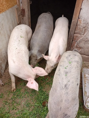 Vand porci pentru Crăciun 