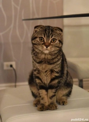 Scottish silver tabby