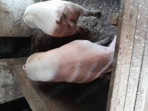 Porci și purcei  - imagine 2