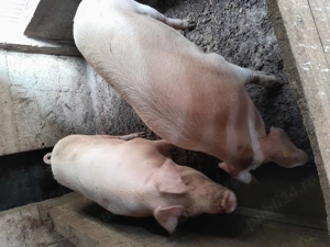 Porci și purcei  - imagine 3