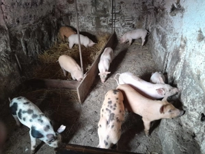 Porci și purcei  - imagine 5