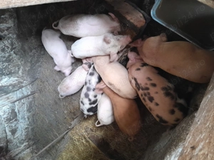 Porci și purcei  - imagine 4