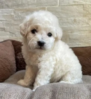 Bichon maltez  frise 800 lei - imagine 4 Bichon maltez  frise 800 lei - imagine 4