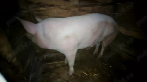 Porc de taiat de vanzare