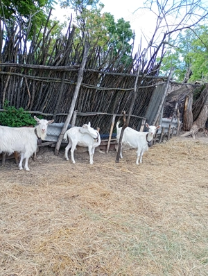 Vând purcei, scroafe,vier si țapi  - imagine 5