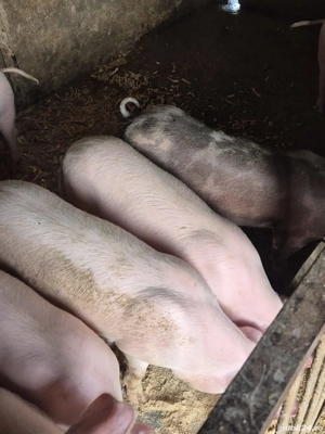 Disponibil soldani  - imagine 3